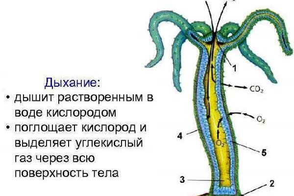 Кракен kr2web in маркетплейс